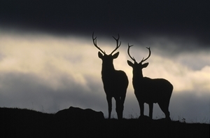 Red deer (www.lauriecampbell.com)