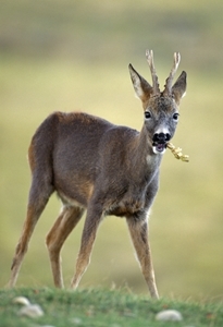 Roe deer (Credit: Laurie Campbell)