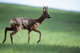 Roe deer (www.lauriecampbell.com)