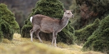 Deer