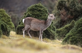 Sika deer (www.lauriecampbell.com)