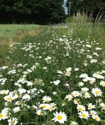 Wildflower Mixtures