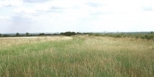 Buffer strips