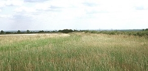 Buffer strip