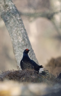 Black grouse (www.lauriecampbell.com)