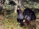 Major symposium on Scotland’s four grouse species taking place in Perth on 5 May