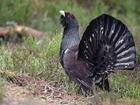 Latest report from NatureScot shows that urgent and drastic action needed now for capercaillie, not more research, says Game & Wildlife Conservation Trust