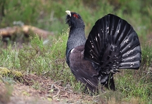 Capercaillie1 www.lauriecampbell.com
