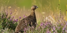 Red grouse