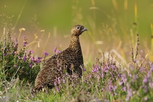 Red grouse in heather (credit: Laurie Campbell)
