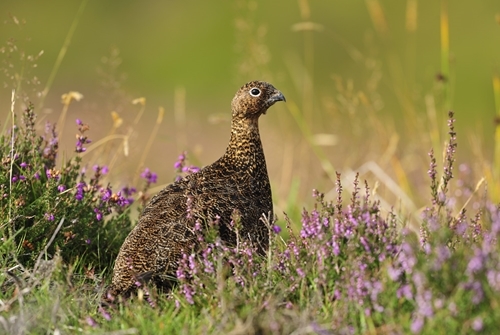 Red Grouse In Heather www.lauriecampbell.com