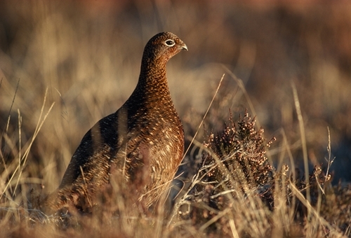 Red Grouse1 www.lauriecampbell.com