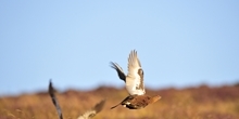 Red grouse