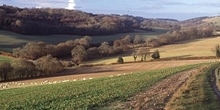 Fodder brassicas
