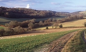 Fodder brassica