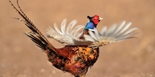 Sustainable gamebird releasing