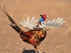 Poll results show environment minister made mistake in banning pheasant shooting