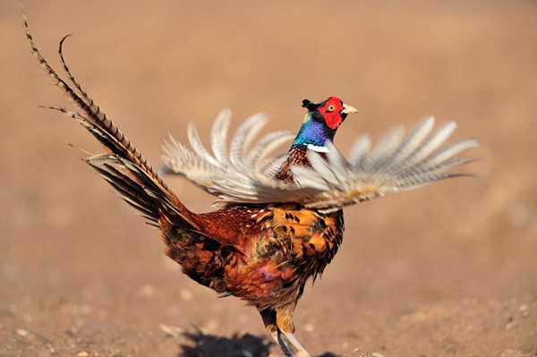 Displaying Pheasant www.lauriecampbell.com