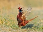Let's celebrate conservation benefits: Our letter to the Guardian