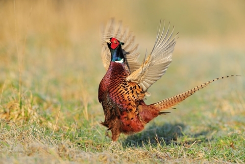 Displaying Pheasant1 www.lauriecampbell.com