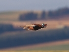 Pheasant shooting ban is hammer blow for wildlife: Our letter in The Leader