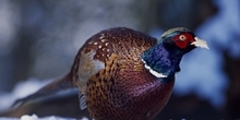 Pheasant