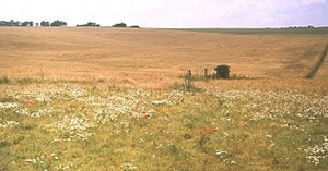 Field corner