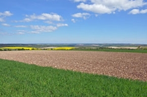 Uncropped cultivated areas for lapwing
