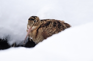Woodcock in winter (Credit: Laurie Campbell)