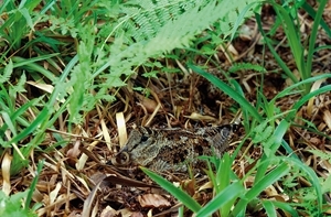 Woodcock (www.lauriecampbell.com)