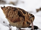 Take part in our Woodcock survey
