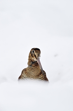 Woodcock (Credit: Laurie Campbell)