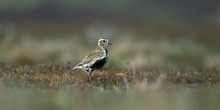 Ground-nesting birds in south west Scotland