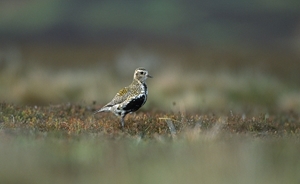 Golden plover (Credit: Laurie Campbell)