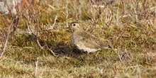 How did the removal of grouse moor management in Berwyn SPA affect other birds?