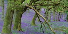 Game woods