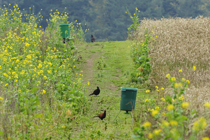 Sustainable Gamebird Releasing - Free Guidelines