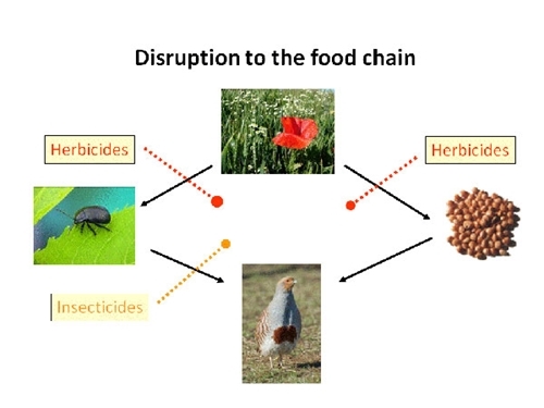 Disruption to the food chain