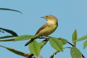 Chiffchaff