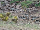 We have the answers to farmland bird decline. When will society fund them?