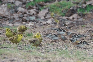 Yellowhammers and bramblings