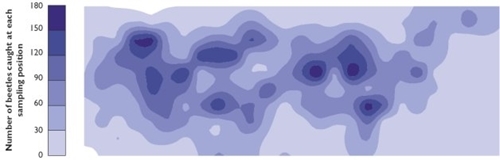 The field distribution of the beetle Poecilus cupreus. Contours were derived from the total number of beetles caught at each sampling position