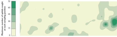 The field distribution of the aphid Metopolophium dirhodum. Contours were derived from the maximum number recorded at each sampling position