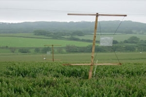 Sticky trap