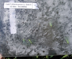 Lacewings on trap