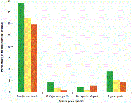 Percentage of 622 ground beetles Pterostichus melanarius testing positive (PCR) for the consumption of four common spider taxa in winter wheat during summer 2006 Percentage of 622 ground beetles Pterostichus melanarius testing positive (PCR) for the consumption of four common spider taxa in winter wheat during summer 2006
