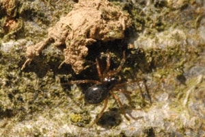 Erigone spider