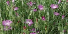 Targeting arable flora and fauna