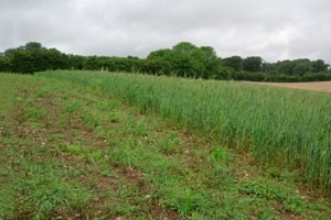 Farm4Bio