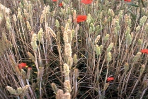 Poppies